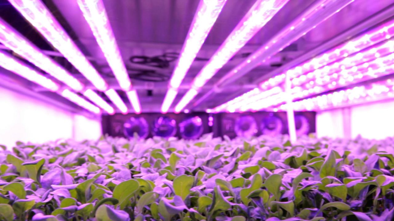 A massive indoor vertical farm is about to open in the US and it grows baby leaves and herbs using a method which requires no sunlight or soil and next to no water.<br />