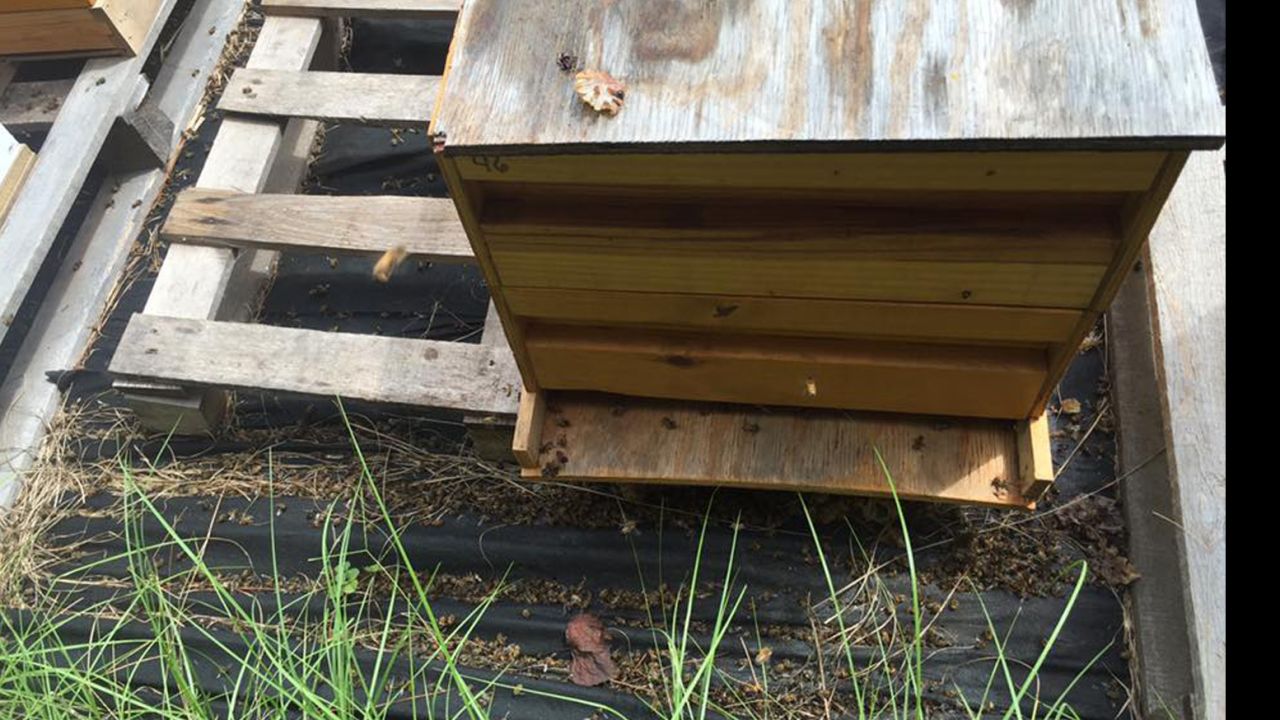Juanita Stanley says she lost more than 3 million bees.