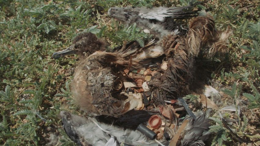 midway atoll dead bird plastic