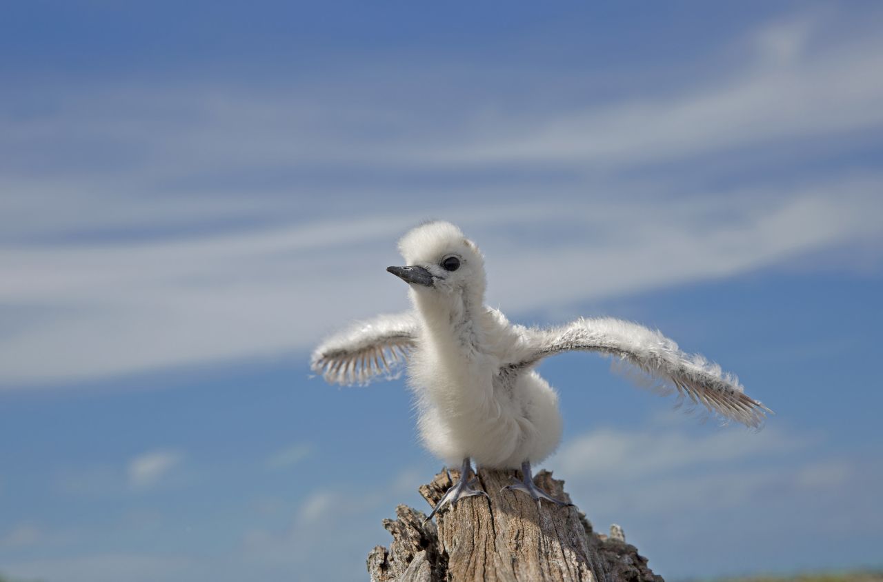 The White Tern is one of 19 bird species found on Midway.