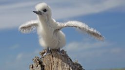 The White Tern is one of 19 bird species found on Midway Atoll in the North Pacific Ocean. 