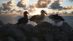 midway atoll three birds on rock