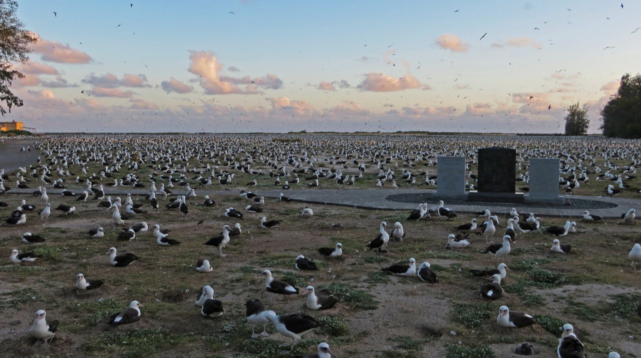 Roughly 1.5 million Laysan albatross nest on Midway during high season. 