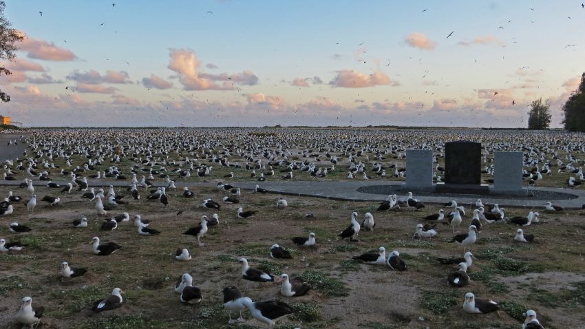 Roughly 1.5 million Laysan albatross nest on Midway during high season.