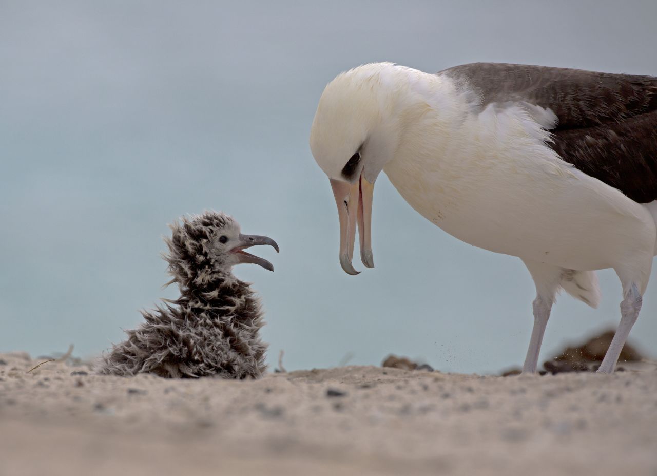 A Laysan albatross feeds its chick on Midway. The birds carry five tons of plastic waste onto the island each year.