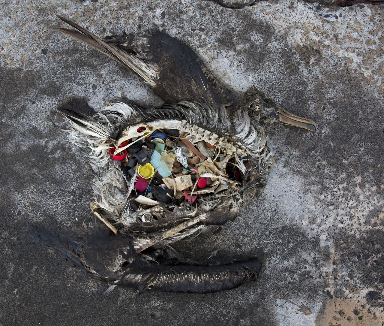 Almost all of the albatross die with their stomachs full of plastic debris.