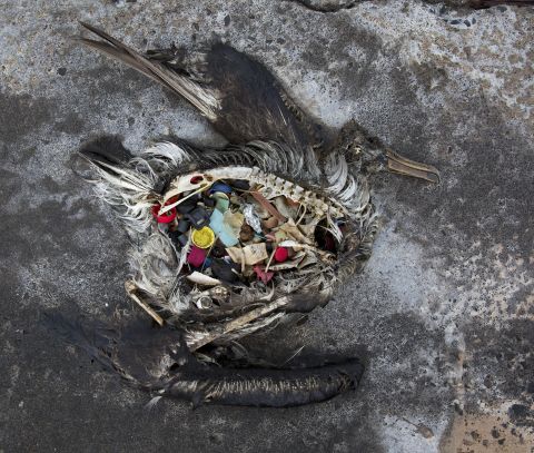 Almost all of the albatross die with their stomachs full of plastic debris.