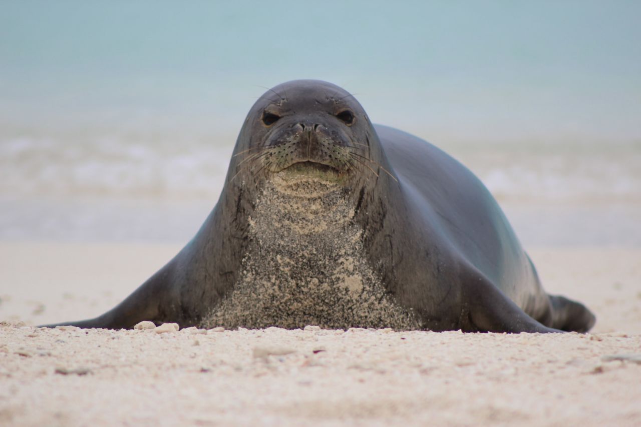 The endangered Hawaiian monk seal also calls Midway home.