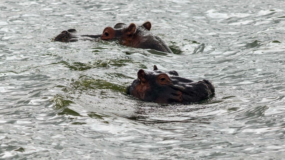 Hippo's swim in Lake Naivasha.