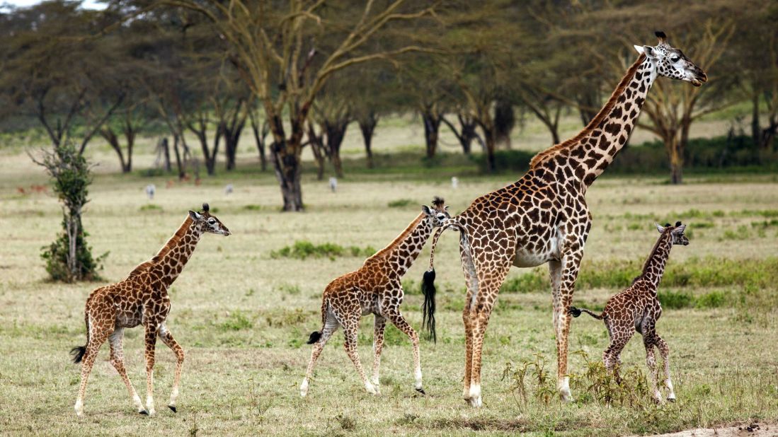 A small herd of giraffes on the Kenyan plain on the Crescent Island Game Park.