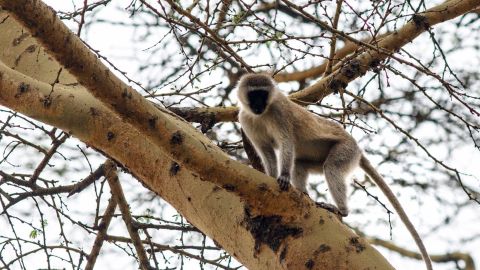 A vervet in the Crescent Island Game Park.