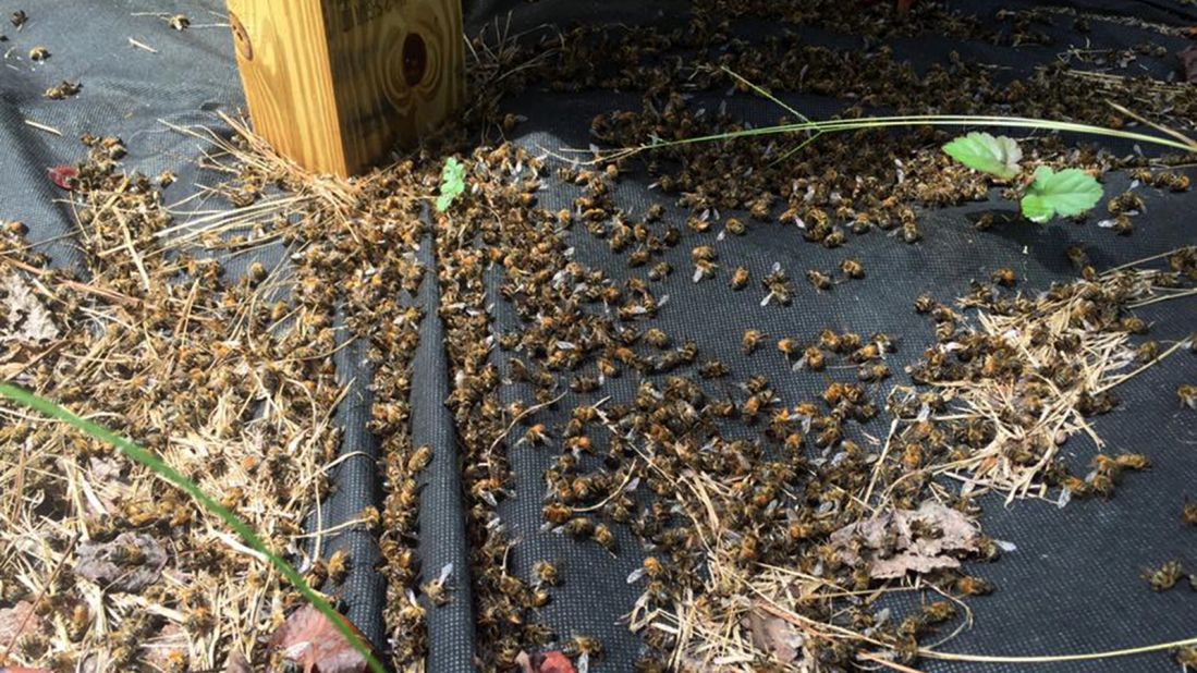 This is what a hive looked like after, said Stanley. She said she lost more than 3 millions bees in "mere minutes" after spraying began.