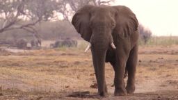 safrica great elephant census mckenzie pkg_00012927.jpg