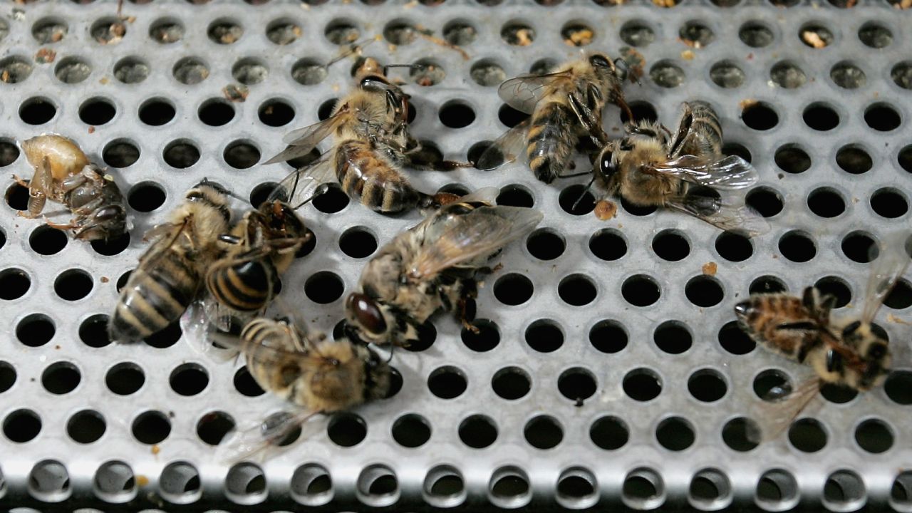 Dead honey bees lie at the entrance of a beehive on May 19, 2008 in Mahlberg near Freiburg, Germany. According to the German bee keepers association in the last few days honey bees died massively due to the use of pesticides. Seed corn that was sowed in the last weeks is mostly treated with clothianidin, a chemical used to protect roots from pest.