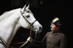 A white Lipizzaner stallion of The Spanish Riding School of Vienna