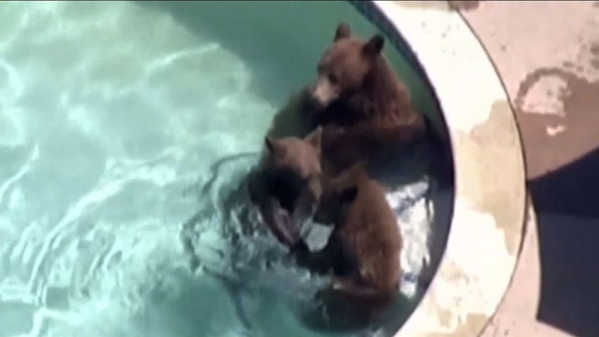 bears in swimming pool pasadena