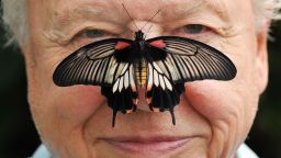 Big Butterfly Count. Butterfly Conservation President Sir David Attenborough with a south east Asian Great Mormon Butterfly on his nose, as he launched the Big Butterfly count at the London Zoo in Regent's Park, London. Picture date: Wednesday July 11, 2012. The Butterfly Conservation's citizen science project aims to chart how common garden butterflies are faring this summer. Photo credit should read: John Stillwell/PA Wire URN:14011191