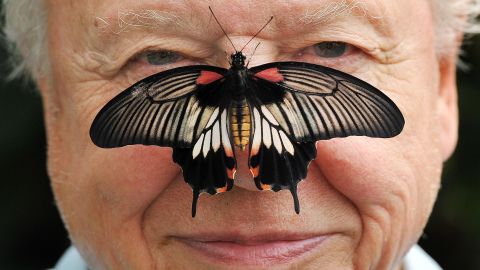 Attenborough posing with a southeast Asian Great Mormon Butterfly, at the London Zoo in 2012.