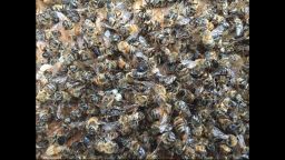 01 Zika spraying kills millions of bees