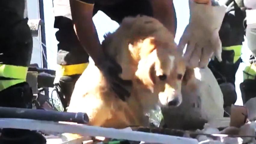 Dog rescued Italy earthquake _00000000.jpg