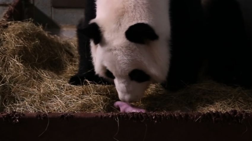 Lun Lun, a 19-year-old giant panda, gave birth to the second of her twins at 8:07 a.m. on September 3, 2016. Her first cub arrived at 7:20 a.m. The cubs, the first giant pandas born in the U.S. in 2016, are the second pair of twins for Lun Lun.