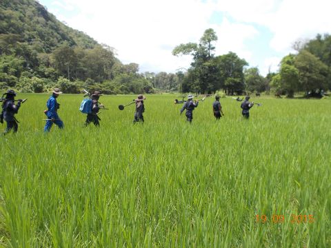 A HALO team walks through a paddy field to get to work. Dense vegetation and a very wet rainy season can make the job difficult. 