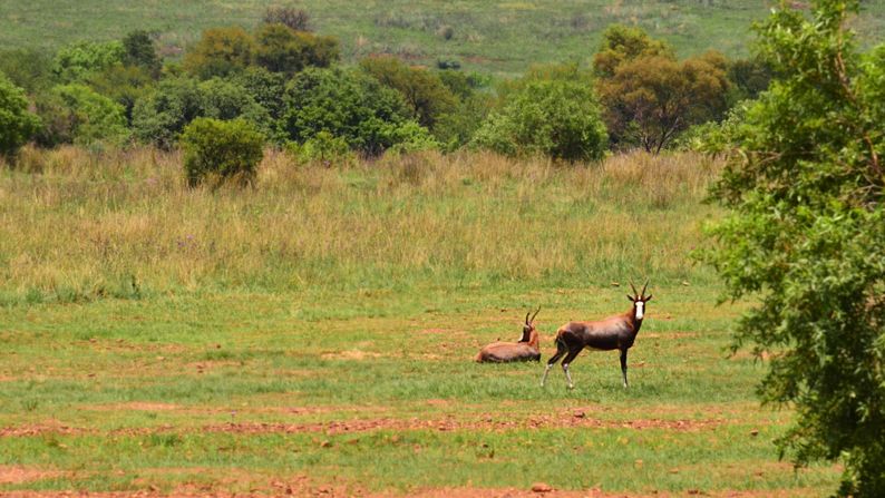 Voortrekker hill is a nature reserve, home to animals such as  blesbok -- white-faced antelope.