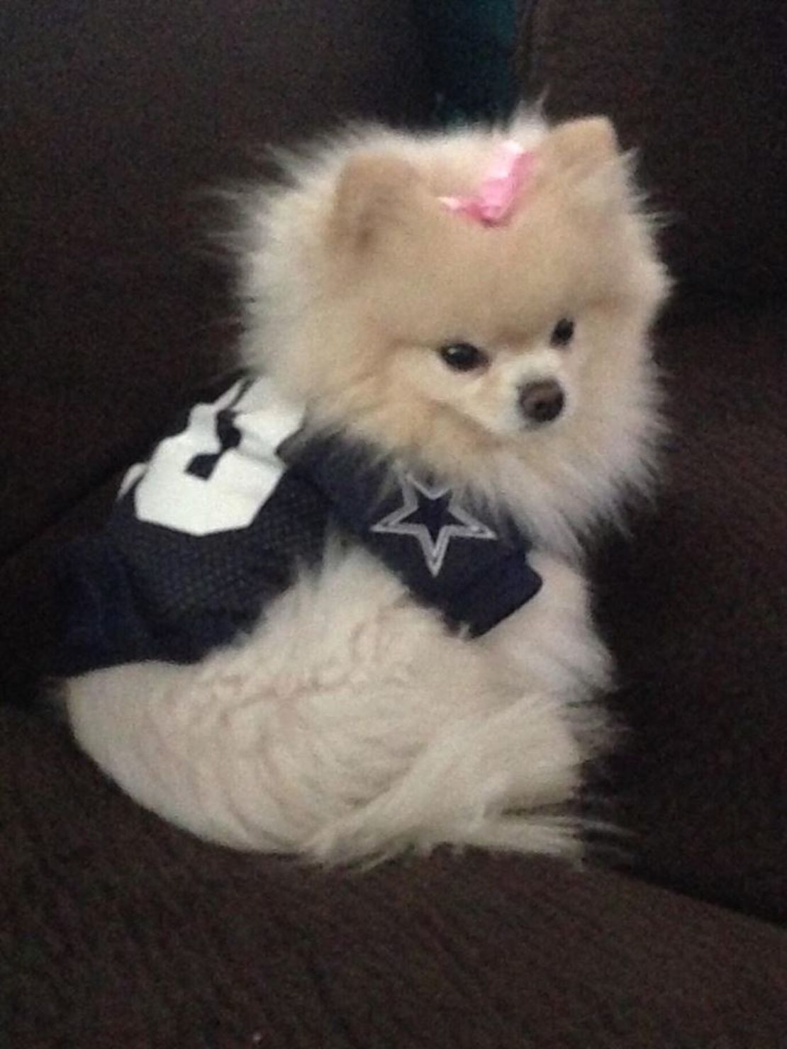 Jana Owen's dog in Cowboys outfit.