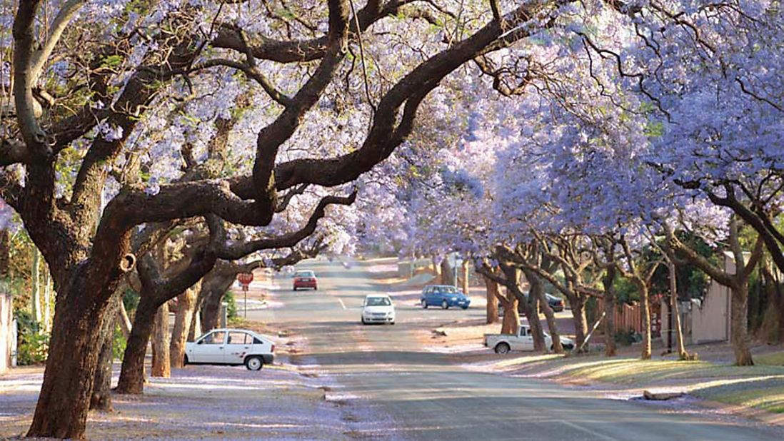 Pretoria is nicknamed the Jacaranda City as many of its streets are flanked with blossoming jacaranda trees between late September and November.