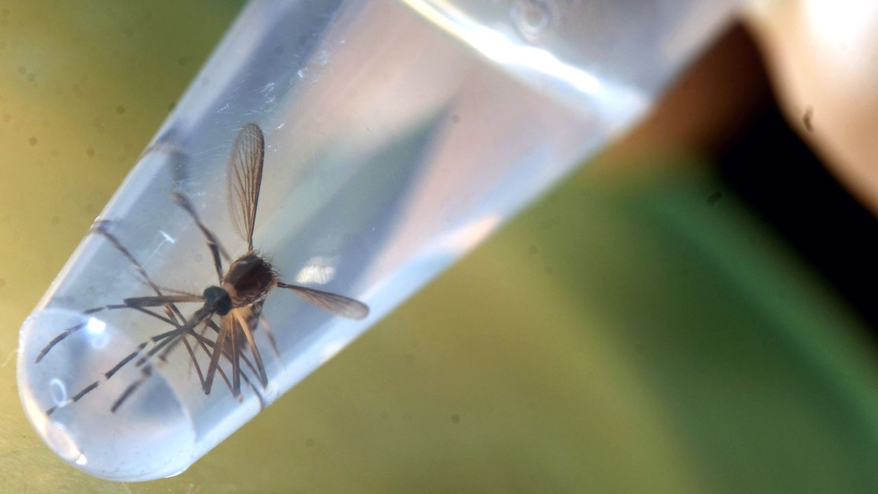 An Aedes aegypti mosquito in a laboratory at the University of El Salvador, in San Salvador.
