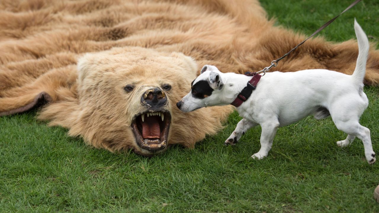 A dog sniffs a bearskin rug at the Chatsworth Country Fair in Derbyshire, England, on Friday, September 2. The rug had been seized by police and was part of a display by the Partnership for Action Against Wildlife Crime, a nongovernmental organization.