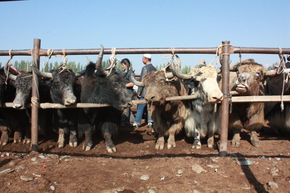 Cattle are chained to a fence, ready to be sold in the Kashgar livestock market.
