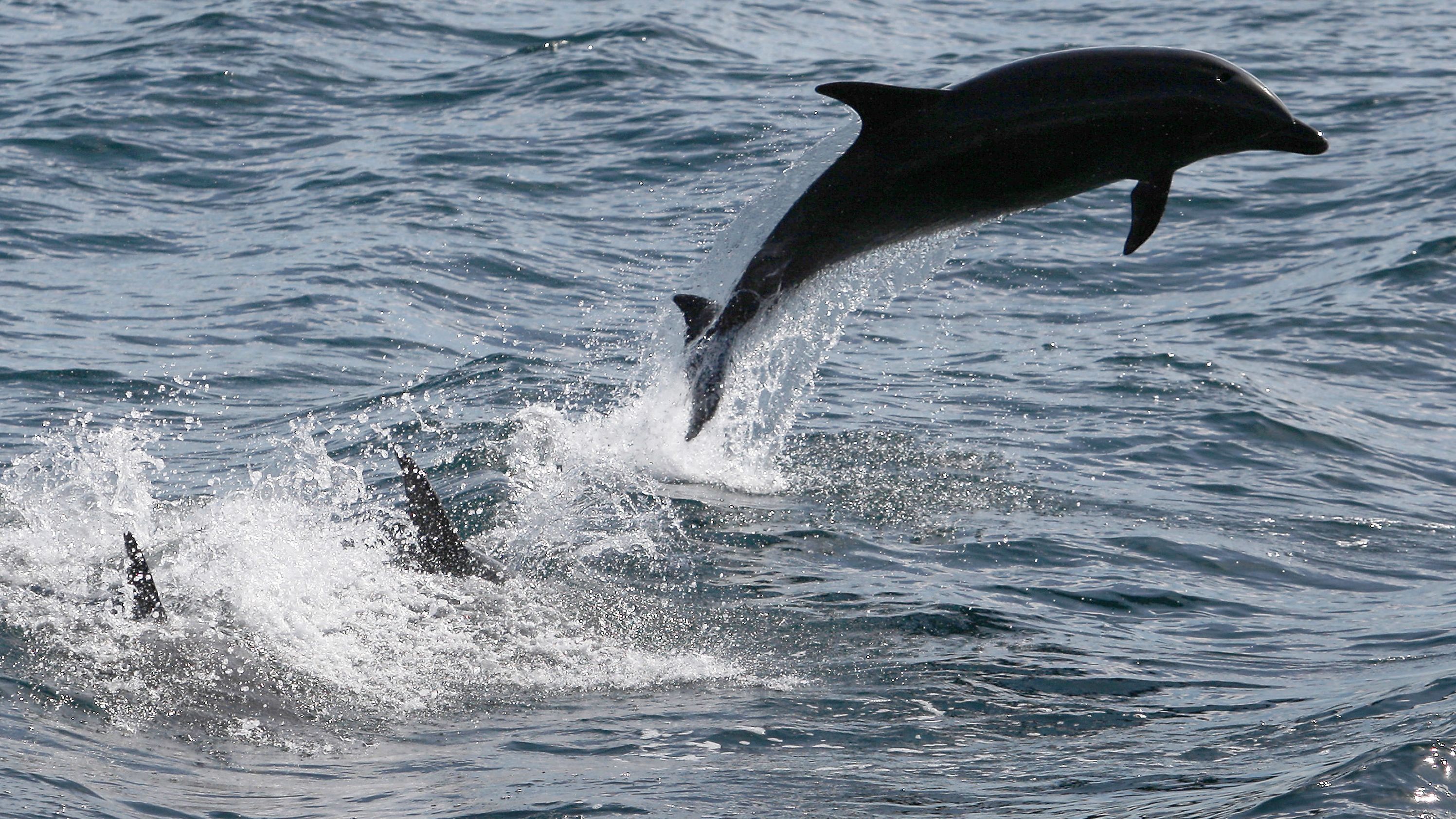  Bottlenose dolphins leap off the Southern California coast.