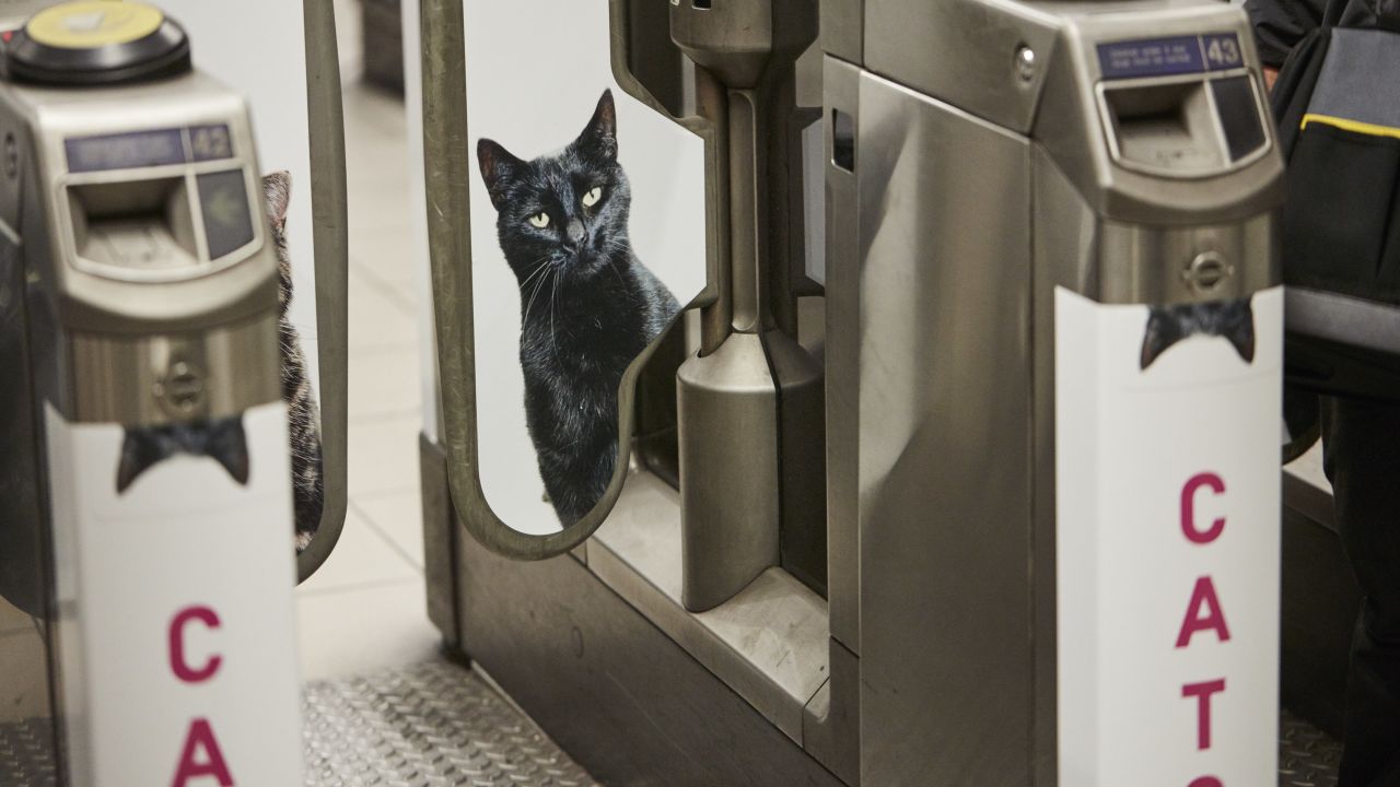 A black cat watches through barriers