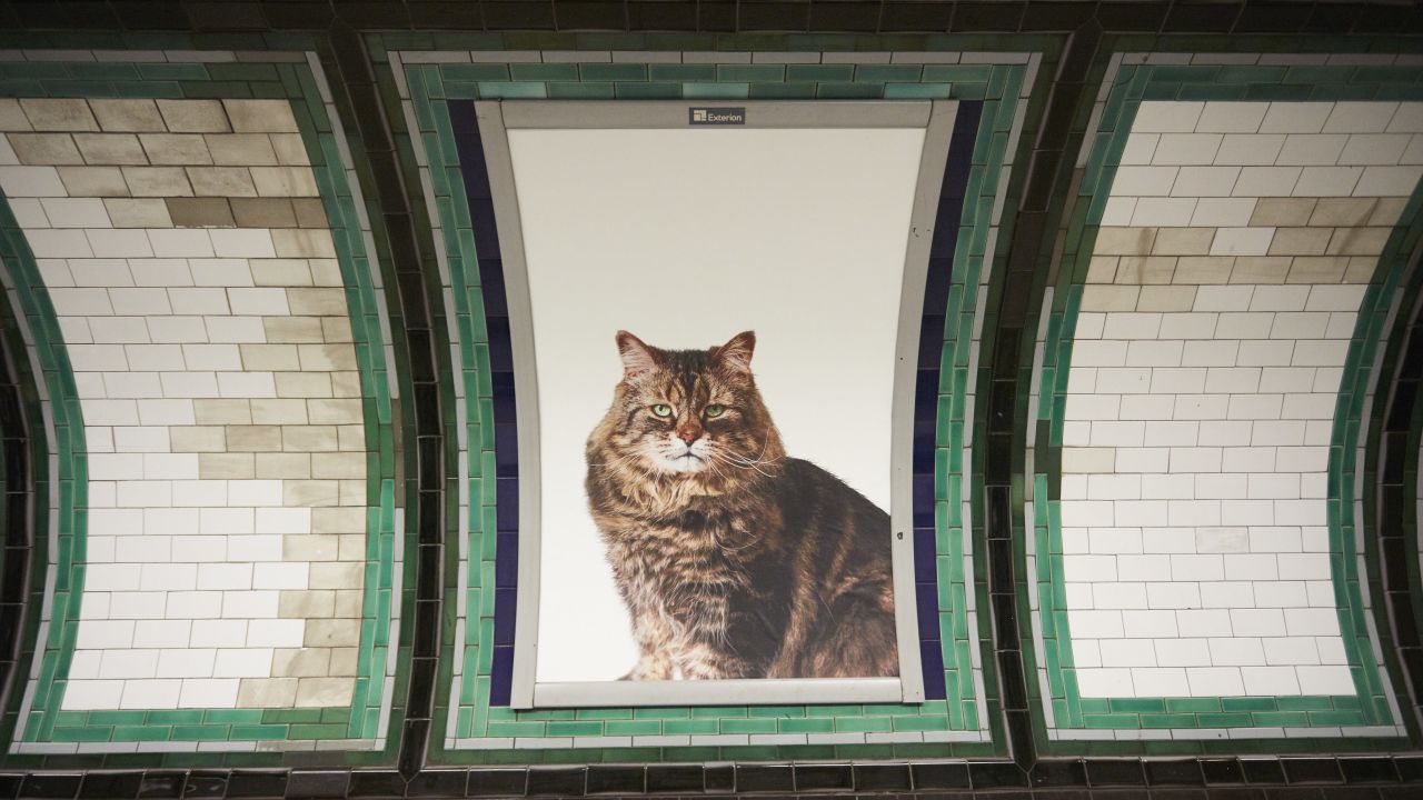 Cat posters have replaced adverts all over Clapham Common Tube station in London. 