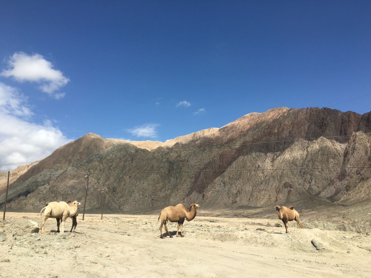 Camels along the Karakoram Highway.