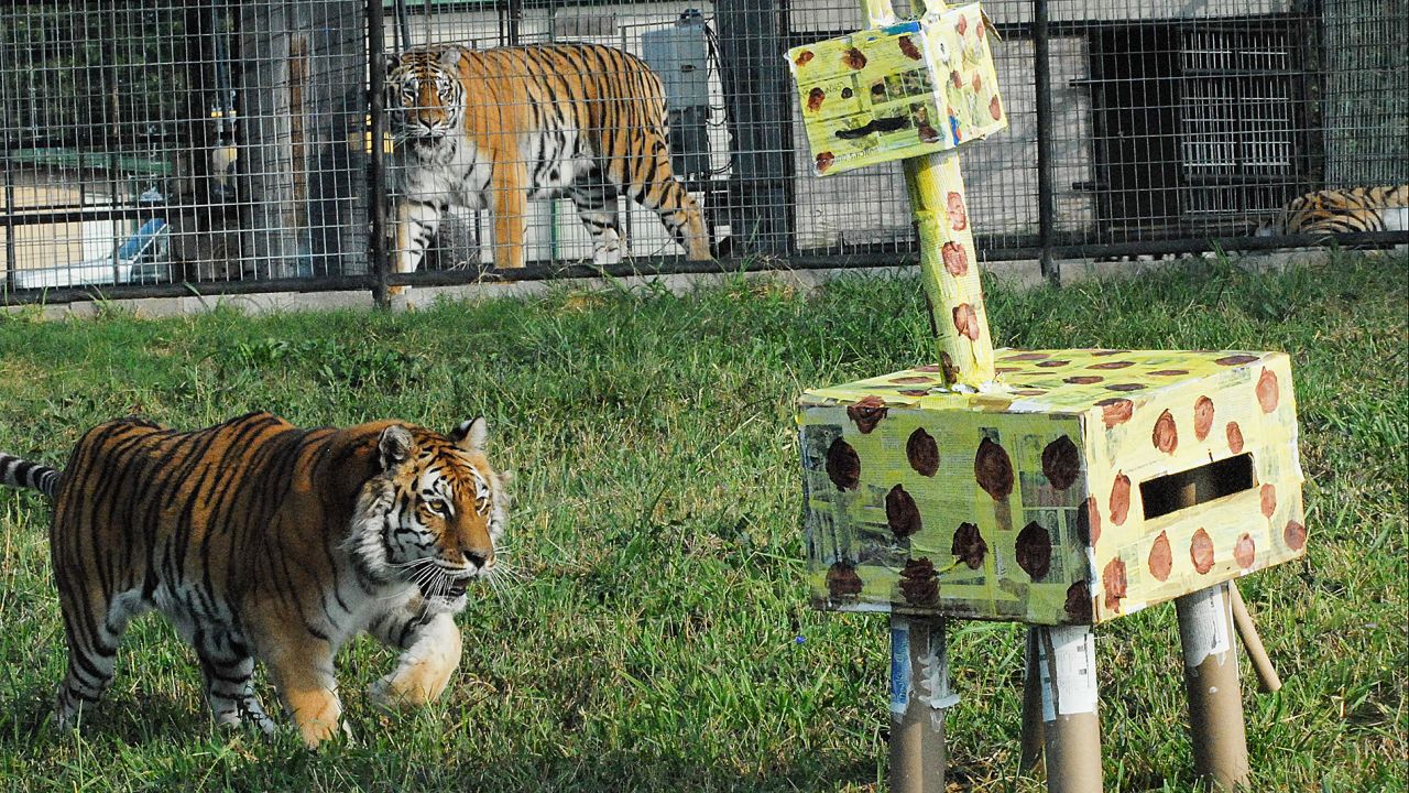 Responsibilities include creating birthday treats and hosting parties for rescued Bengal tigers like Sierra, pictured.