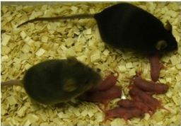Mice born by using sperm to directly fertilize an embryo.