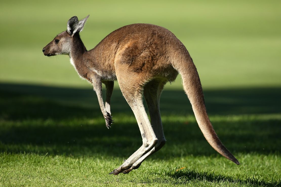 Players might have to watch out for unexpected company on the course.