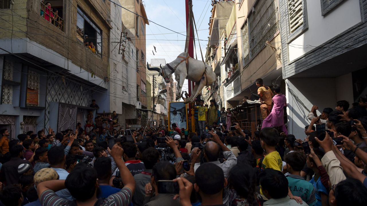Pakistani men use a crane to lift a young bull from the roof of a building in preparation for the Muslim annual festival of Eid al-Adha or the Festival of Sacrifice, in Karachi on September 4, 2016.