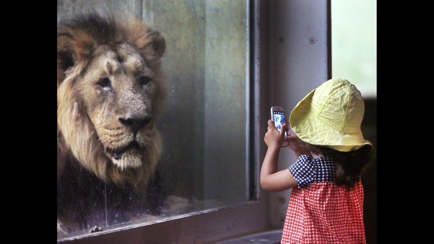 A child takes a picture of a lion at a zoo in Frankfurt, Germany, on Tuesday, September 13.