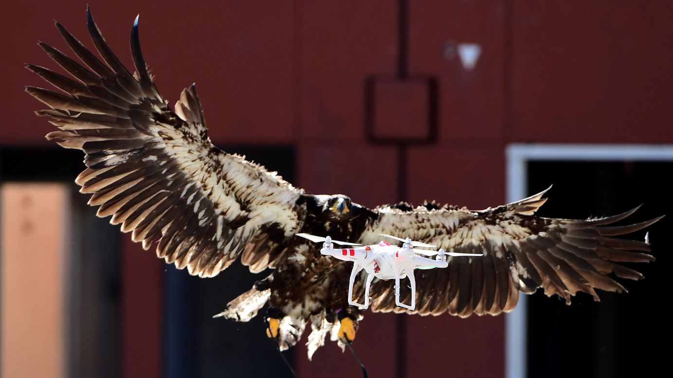 A trained eagle attempts to catch a drone during a demonstration organized by Dutch police in Ossendrecht on Monday, September 12.