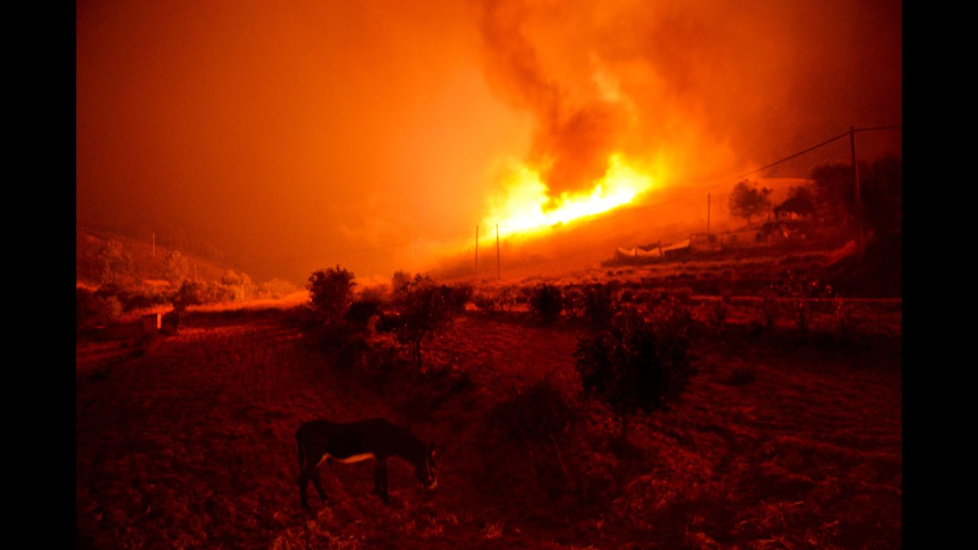 A donkey is seen as a wildfire burns in Algarve, Portugal, on Friday, September 9.