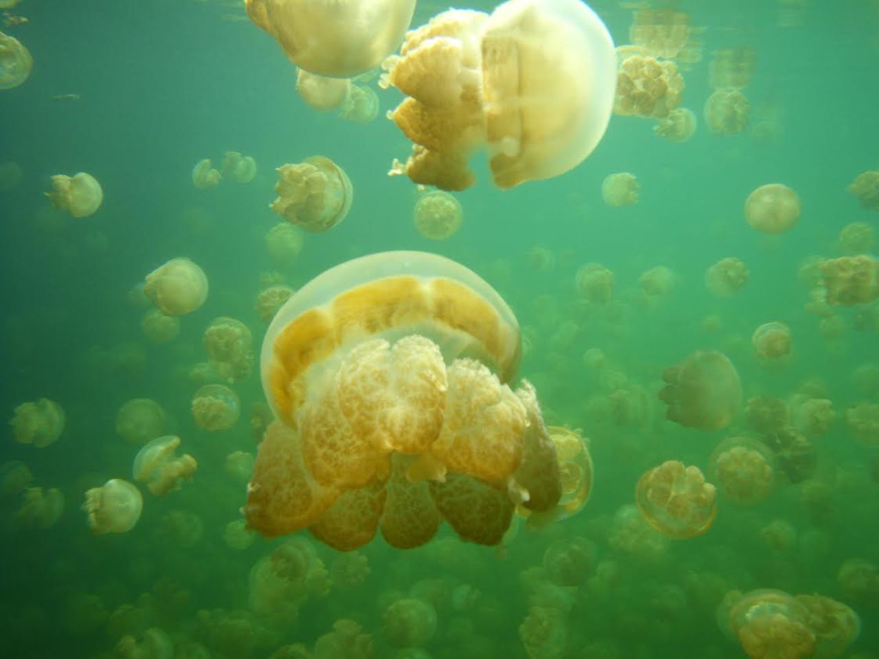 Hidden away on a tiny Palau island called Eil Malk, the saltwater Jellyfish Lake is the site of a daily migration of gold jellyfish following the sun across the lake.