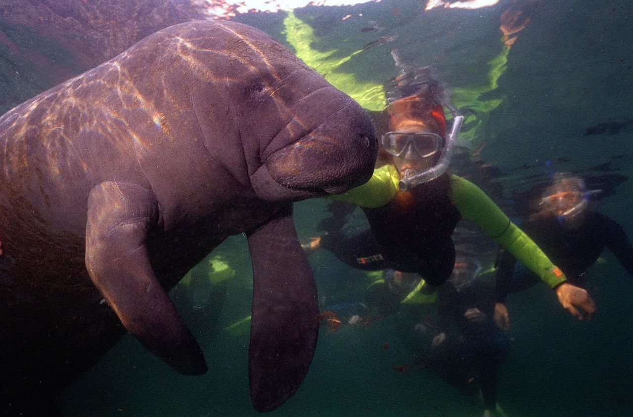 One of the few places in the United States where you can interact with manatees, the warm waters of the Crystal River in Florida provide warm refuge for these gentle "sea cows." 