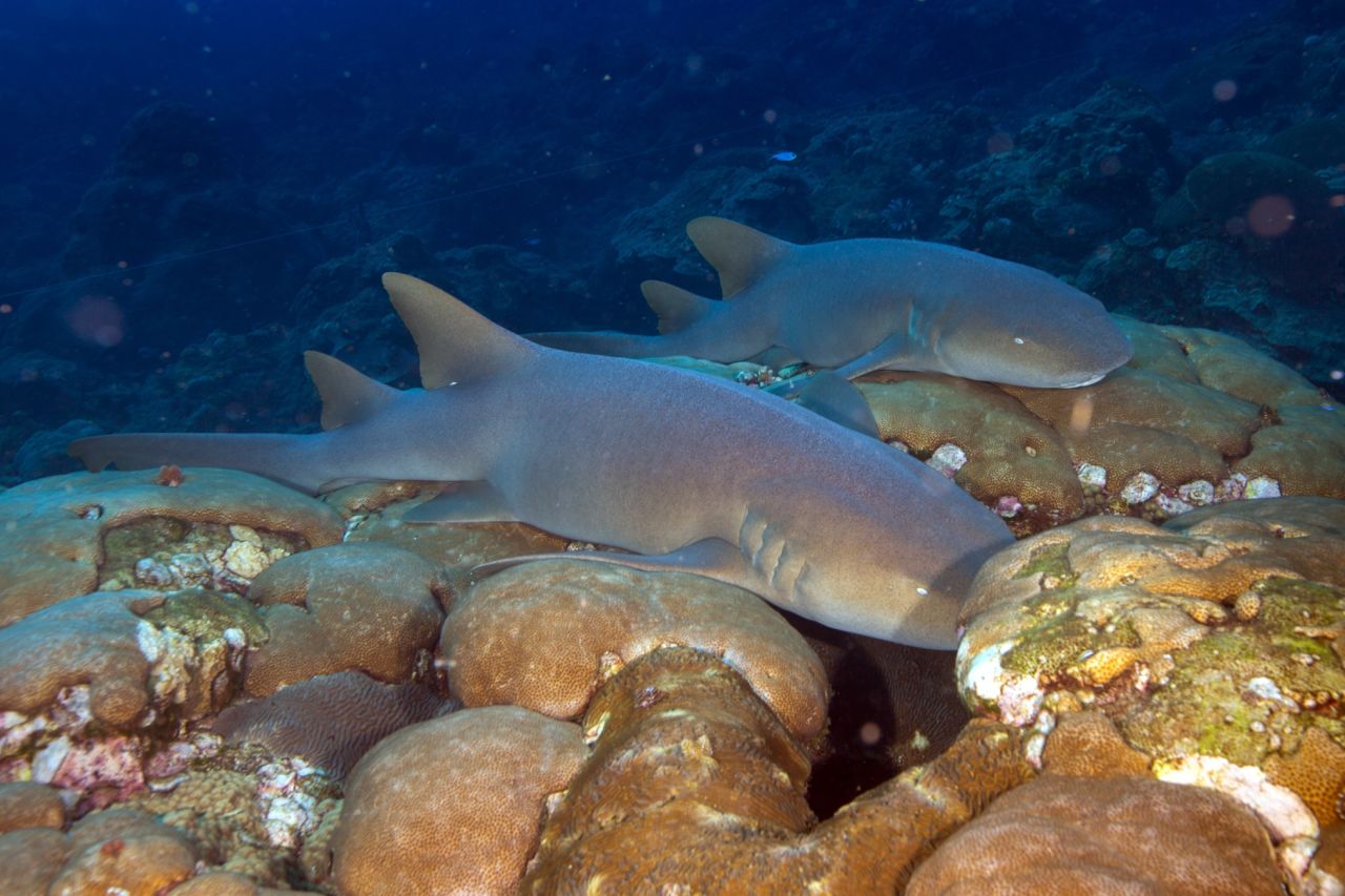 Belize's Shark Ray Alley is home to a massive population of menacing-looking but generally harmless nurse sharks. Snorkelers can jump in right next to them, getting within a couple of feet.