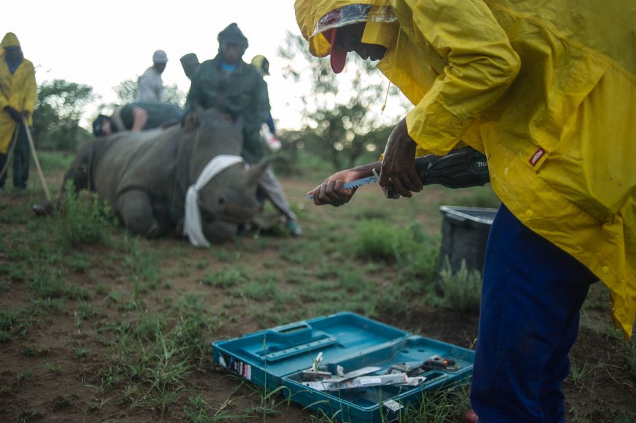 Measurements are made and a line is drawn around the horn, leaving the horn bed intact so that it can grow back again. A vet is part of the team and monitors the rhino's vital signs. "It was sedated but not unconscious," writes Somerville, "and not obviously alarmed or in any pain."