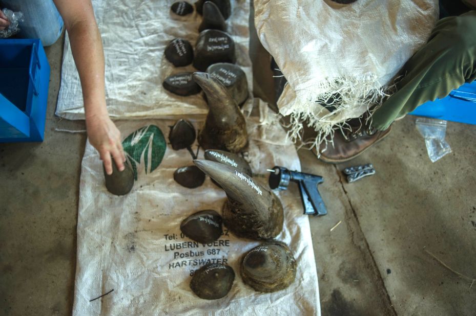 A selection of horns on display at the ranch. Somerville writes that due to a booming demand in China and Vietnam -- where rhino horns are erroneously believed to have medicinal purposes by some people -- horns can fetch $60,000 a kilogram on the black market. Rhino horns are made of keratin -- the same substance as hair and fingernails.