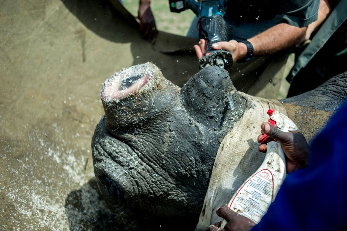 Rangers and farm workers dehorn a rhino by trimming part of his horn at John Hume's Rhino Ranch in Klerksdorp, in the North Western Province of South Africa, on February 3, 2016.