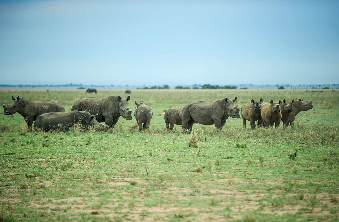 De-horned rhinos roam on the field at John Hume's Rhino Ranch in Klerksdorp, in the North Western Province of South Africa.